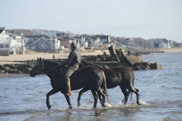 Horses on the East End Beach