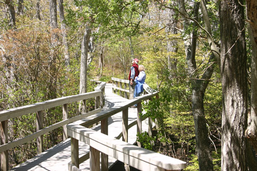 Beech Forest, Cape Cod National Seashore Park