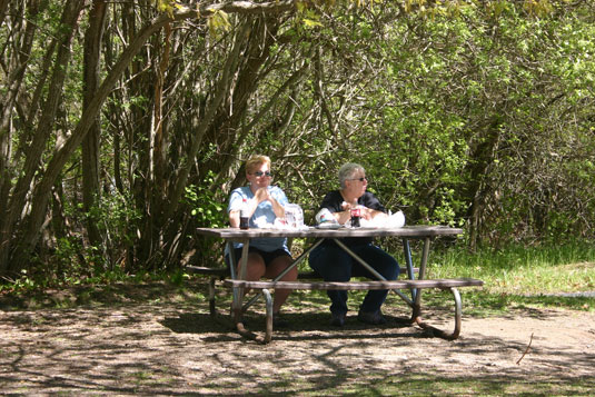 Beech Forest, Cape Cod National Seashore Park