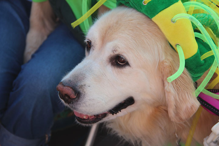 Provincetown Carnival Parade 2012