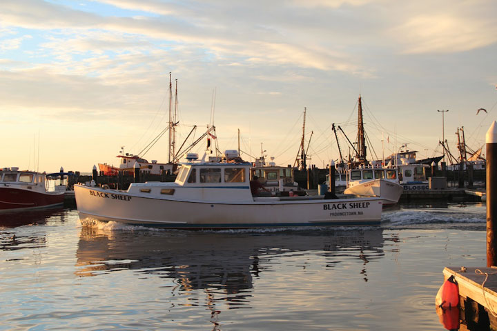 Provincetown Harbor, fishing boats and yachts