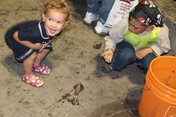 Squid Fishing at MacMillan Pier, Provincetown Harbor