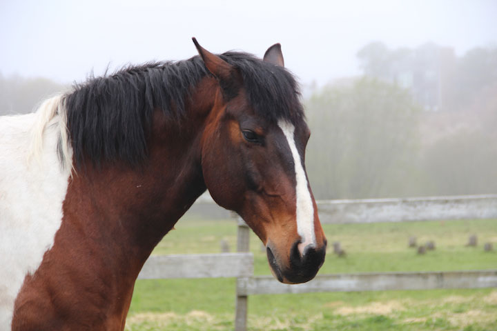 Provincetown Spring, West Vine Street, beautiful horse