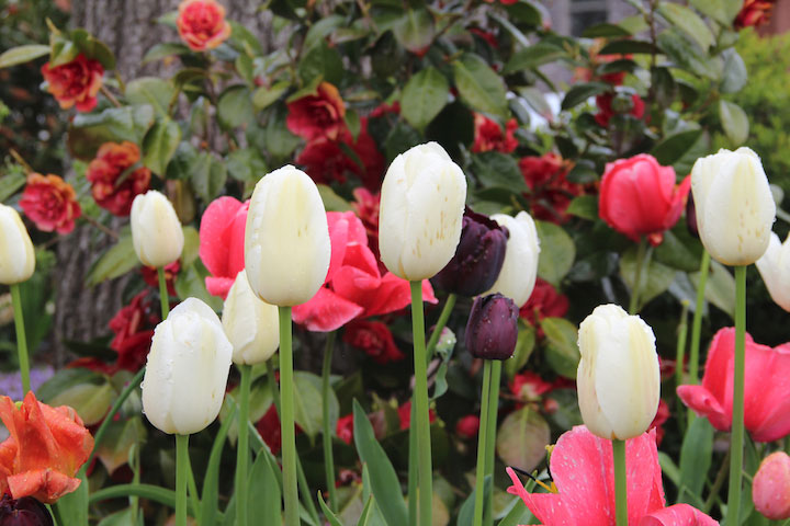 Provincetown Spring, Garden center at Race Point Road