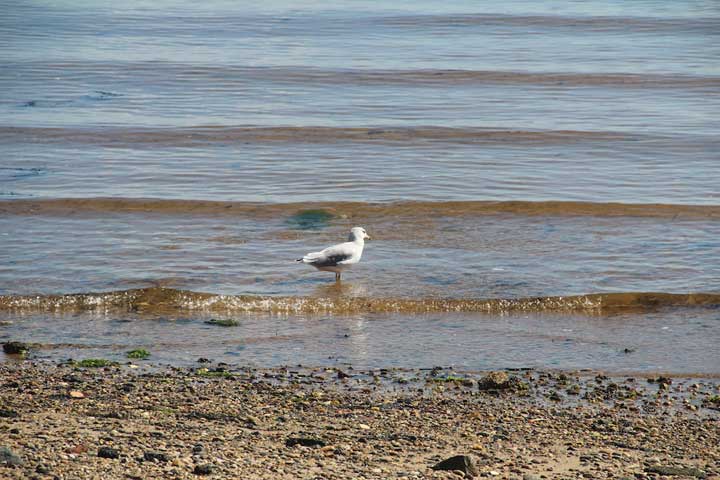 Photograph by Ewa Nogiec, Painting Beach Point