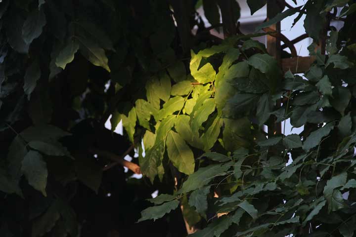 Photograph by Ewa Nogiec, Back porch evening light