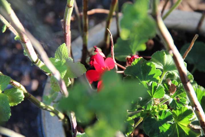 Photograph by Ewa Nogiec, My garden