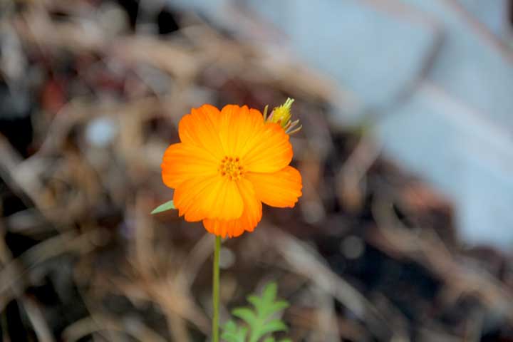 Photograph by Ewa Nogiec, From Kathy's garden