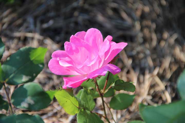 Photograph by Ewa Nogiec, Summer pink