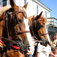 Provincetown Events Carnival 2008